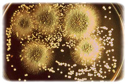 candida Candida albicans napoli