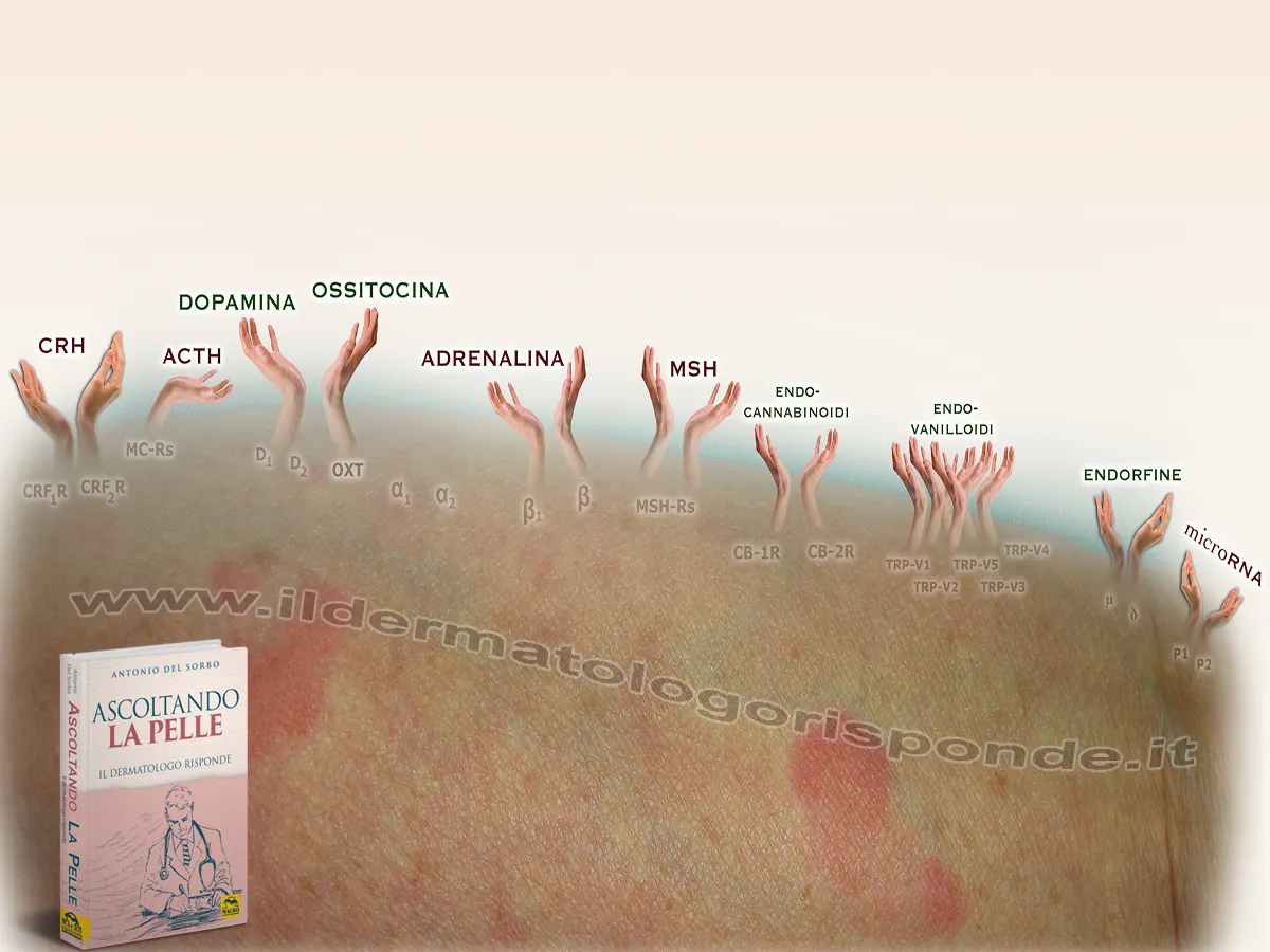 dermatiti da stress e recettori cutanei per il CRH